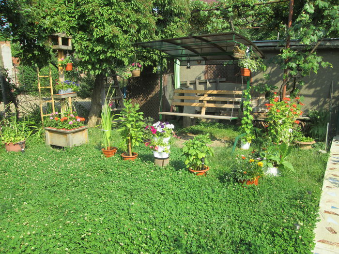 colt de relax - Flori 2015