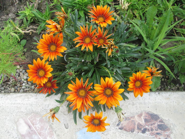 230 - Flori 2015