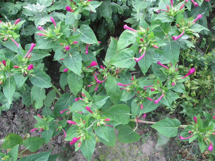 primele mirabillis
