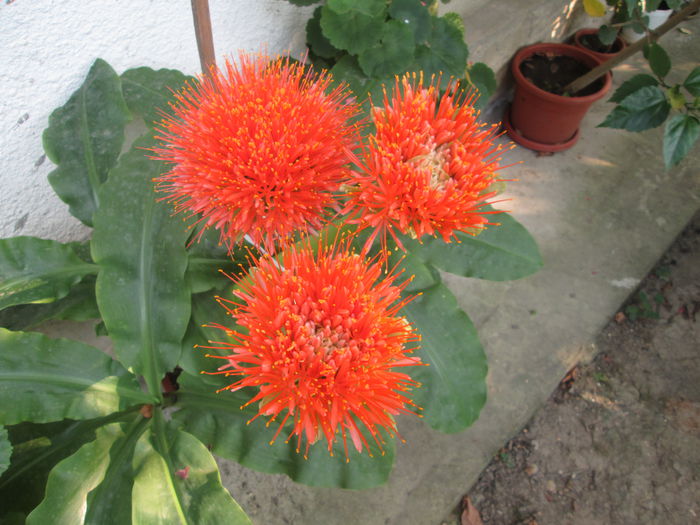 haemanthus