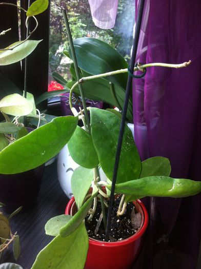 hoya excavata