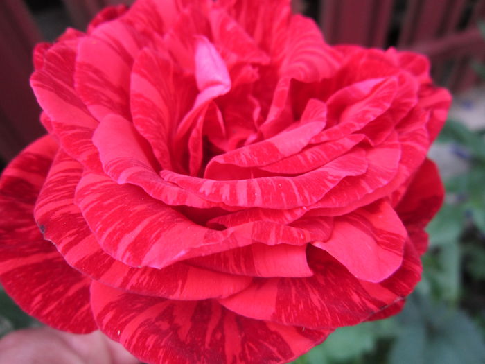 red intuition