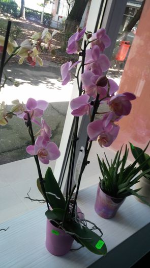 20150730_130958 - AA Orhidee de vanzare
