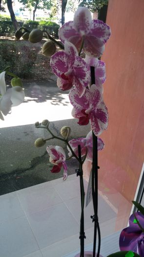 20150730_130932 - AA Orhidee de vanzare