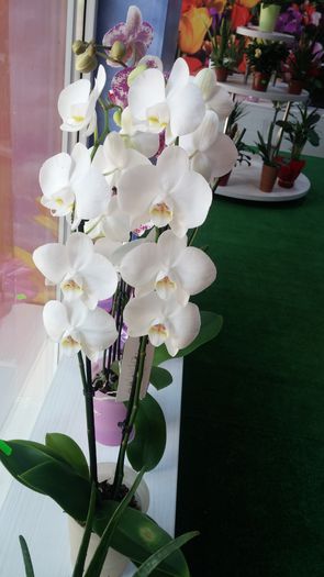 20150730_130924 - AA Orhidee de vanzare