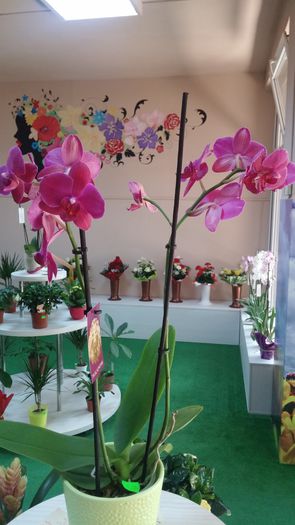 20150730_130843 - AA Orhidee de vanzare