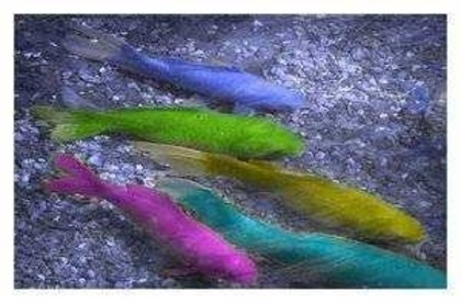 glitery-pl_kolorowe98