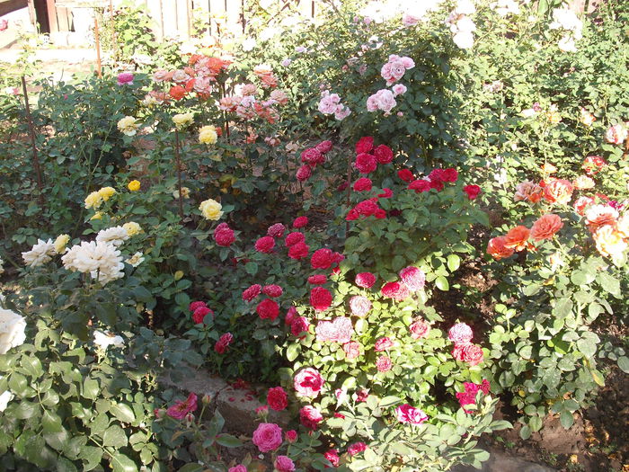 DSCF3824