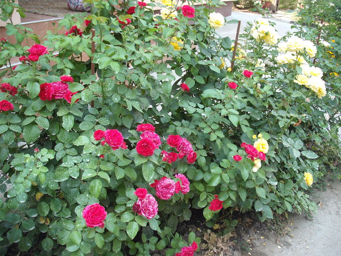 DSCF3979