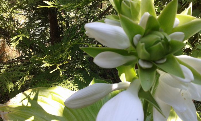 20150730_112055 - dragostea  de natura