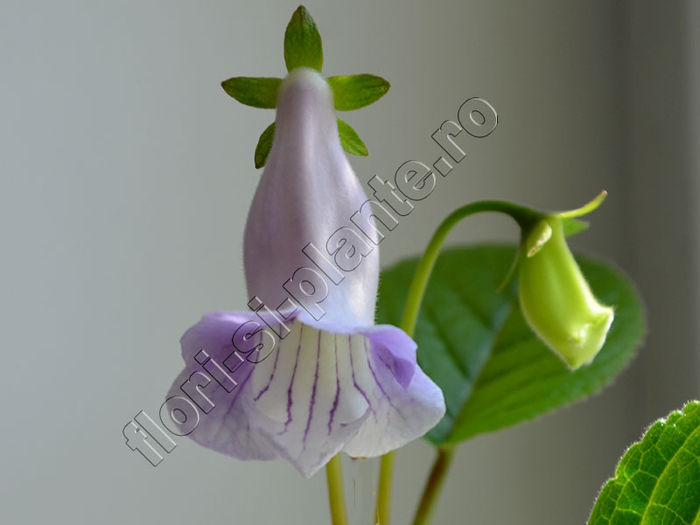 NEW 2015 - Sinningia Luci s Diafan - GLOXINIA_SINNINGIA - Hibrizii mei -My hybrids