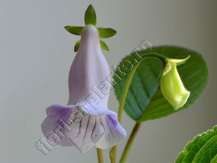 NEW 2015 - Sinningia Luci s Diafan - GLOXINIA_SINNINGIA - Hibrizii mei -My hybrids