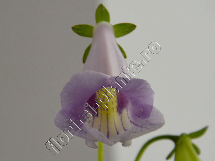 NEW 2015 - Sinningia Luci s Diafan - GLOXINIA_SINNINGIA - Hibrizii mei -My hybrids