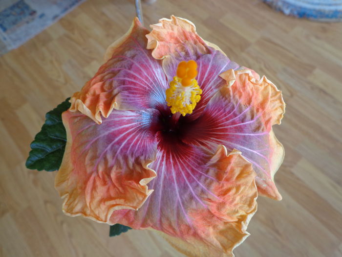 015 - HIBISCUS JOLANDA GOMMER