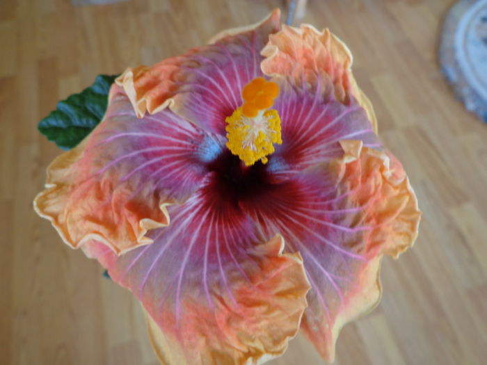 013 - HIBISCUS JOLANDA GOMMER