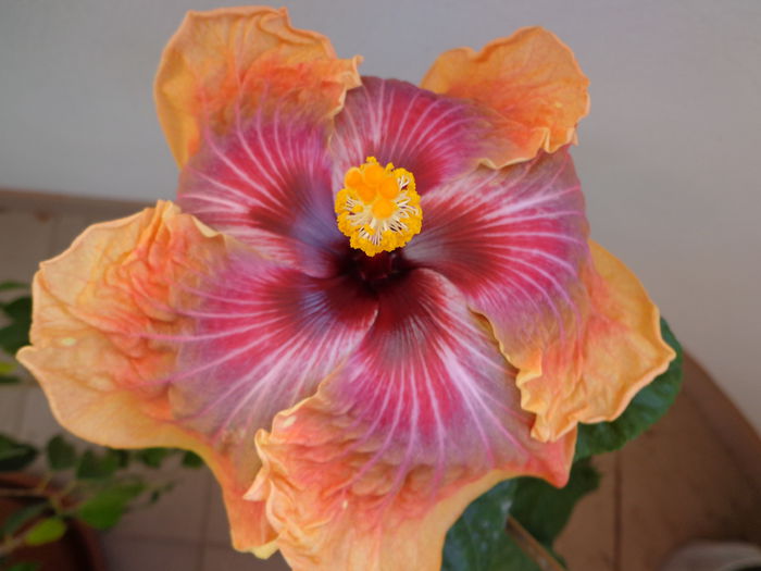 066 - HIBISCUS JOLANDA GOMMER