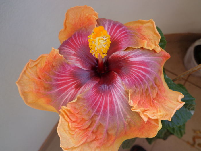 073 - HIBISCUS JOLANDA GOMMER