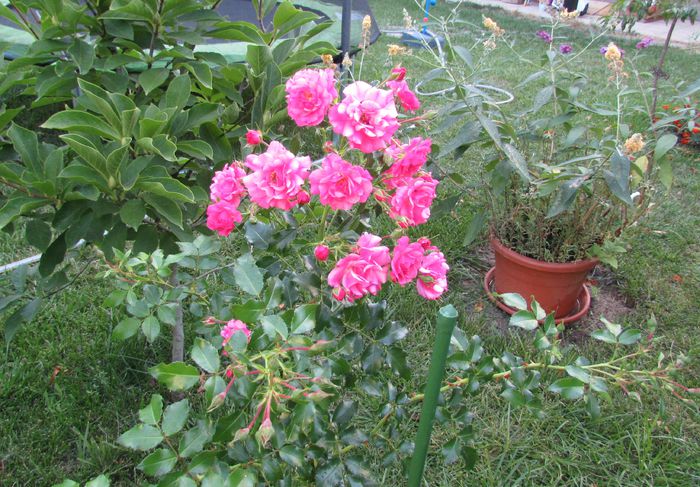 Heidetraum