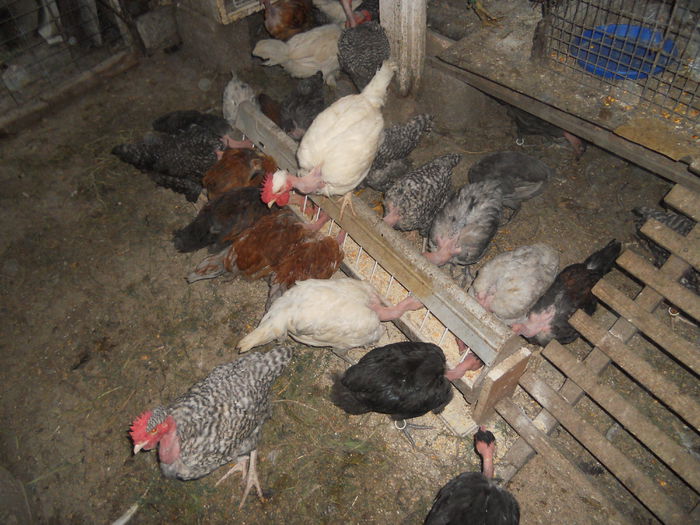 DSCN4324 - I - TINERET GAT GOLAS DE TRANSILVANIA 2015