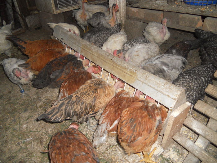 DSCN4327 - I - TINERET GAT GOLAS DE TRANSILVANIA 2015