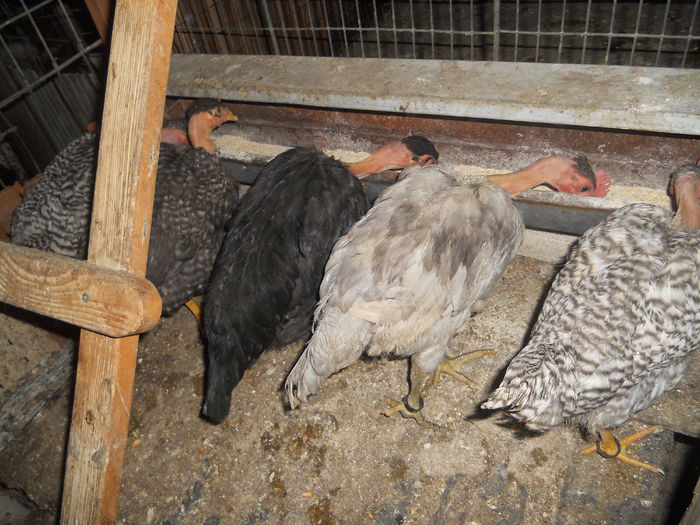DSCN4329 - I - TINERET GAT GOLAS DE TRANSILVANIA 2015