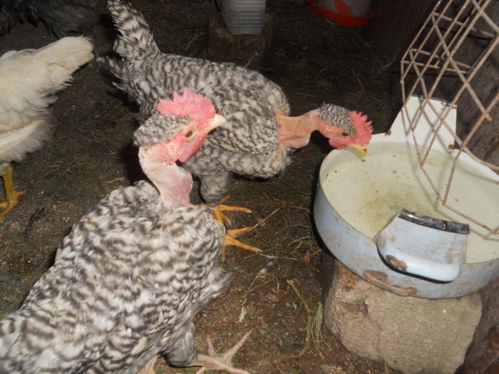 DSCN4339 - I - TINERET GAT GOLAS DE TRANSILVANIA 2015