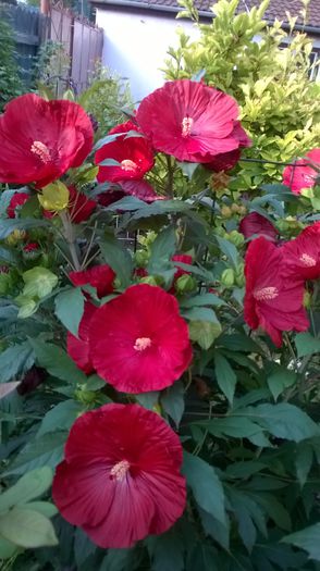 WP_20150730_042 - Hibiscus de gradina