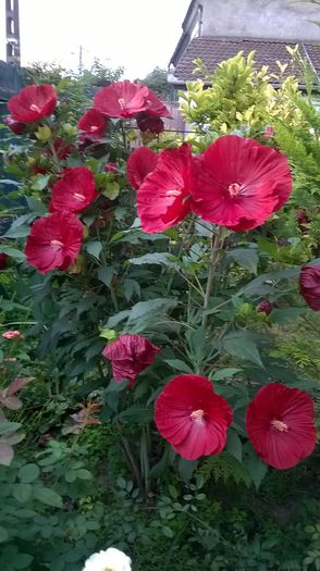 WP_20150730_046 - Hibiscus de gradina
