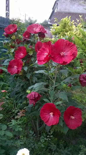 WP_20150730_047 - Hibiscus de gradina