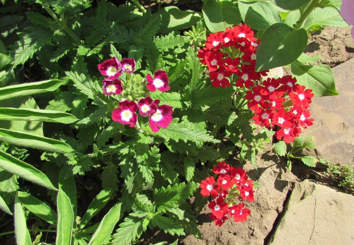 26 iulie, verbine