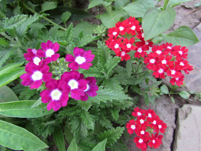 verbine - 2015 plantele mele - II