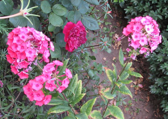 phlox orange - 2015 plantele mele - II