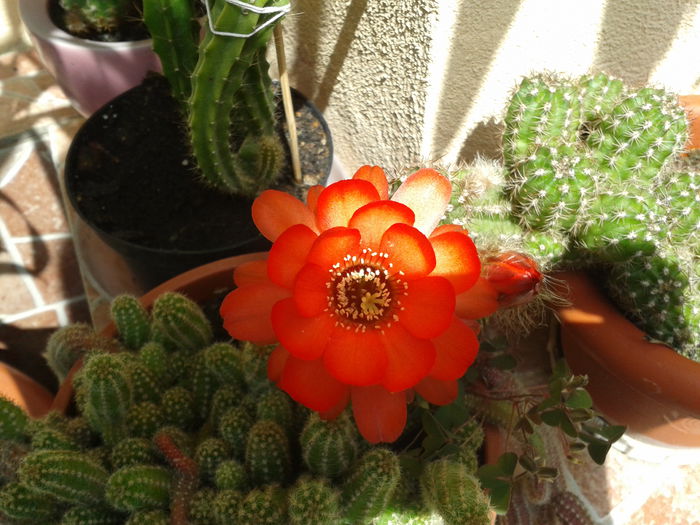 2015-06-19 11.12.41 - Cactusi 2014-2015