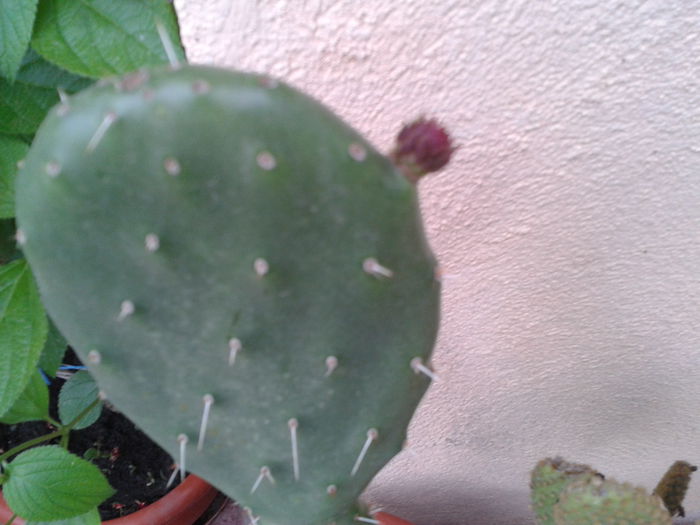 2015-06-18 19.18.07 - Cactusi 2014-2015