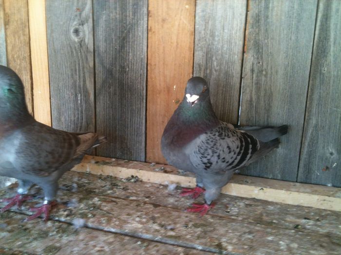 image - Voiajori americani