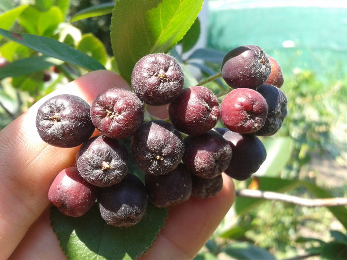 Aronia - Pomi si arbusti Fructiferi 2014-2015