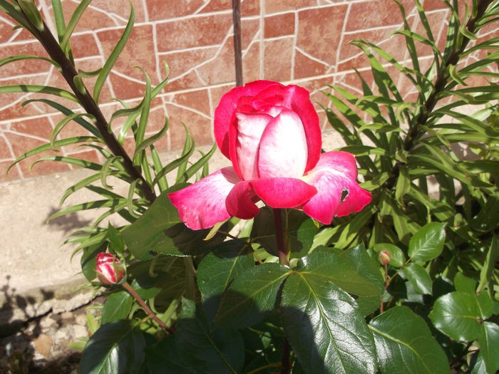 mai 2015 032