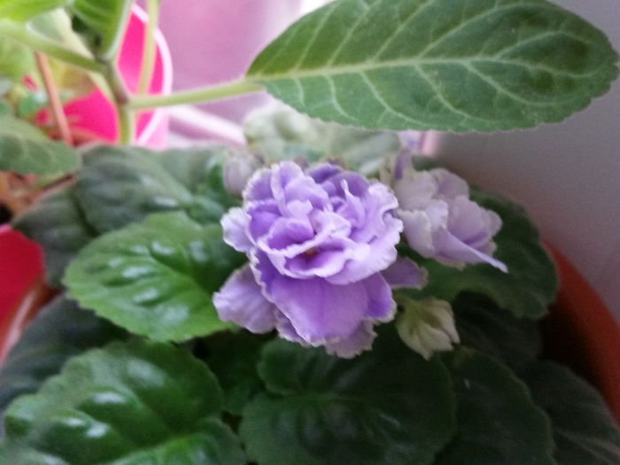 Rs belissima - Violete