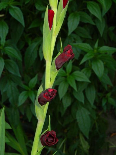 DSCN2430 - 2015_IULIE_2