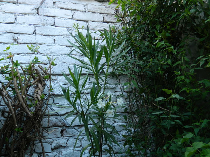 DSCN2444 - 2015_IULIE_2