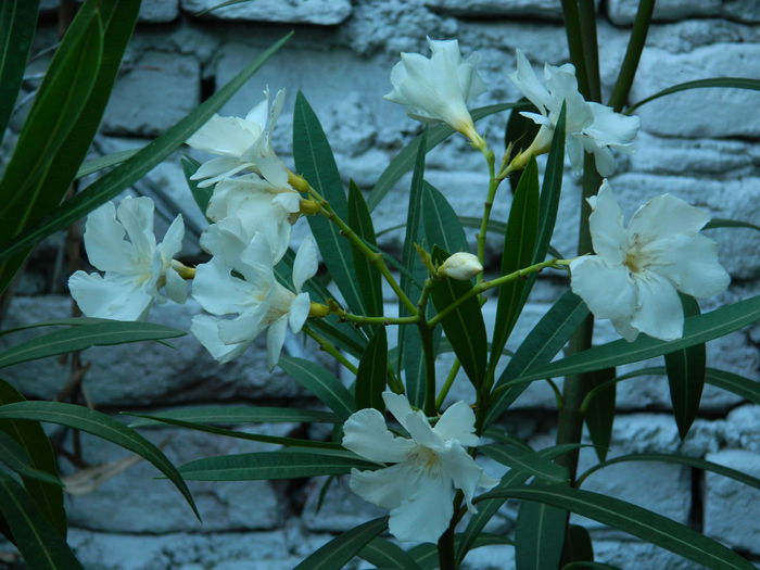 DSCN2456 - 2015_IULIE_2