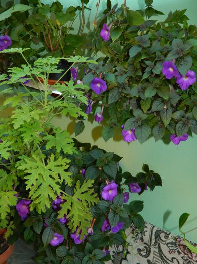 DSCN2476 - 2015_IULIE_2