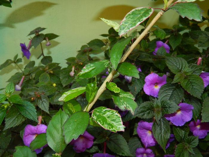 DSCN2478 - 2015_IULIE_2