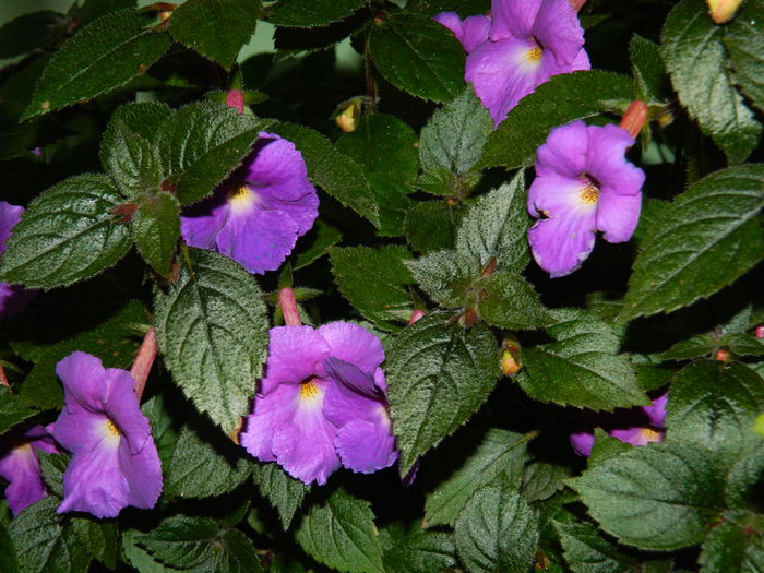 DSCN2481 - 2015_IULIE_2