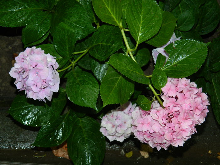 DSCN2492 - 2015_IULIE_2