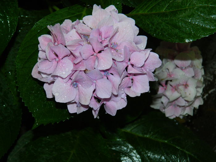 DSCN2496 - 2015_IULIE_2