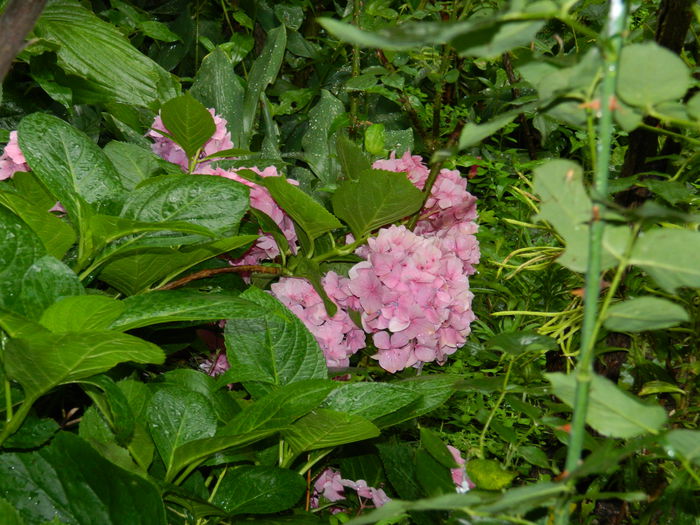 DSCN2499 - 2015_IULIE_2