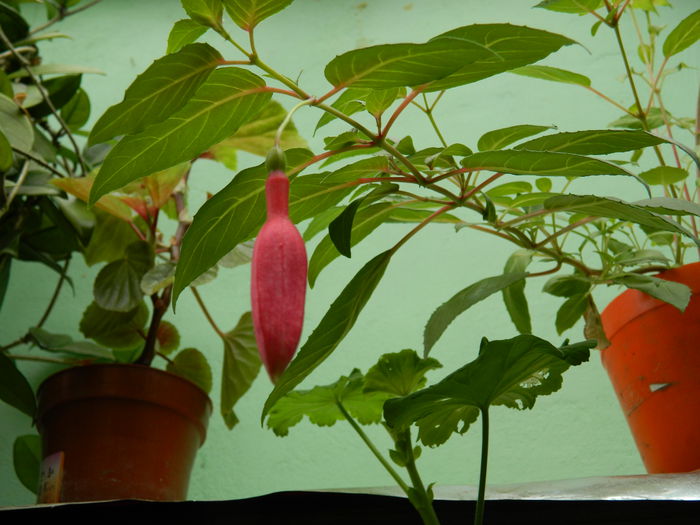 DSCN2502 - 2015_IULIE_2