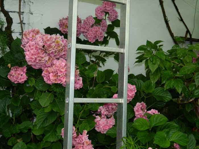 DSCN2503 - 2015_IULIE_2