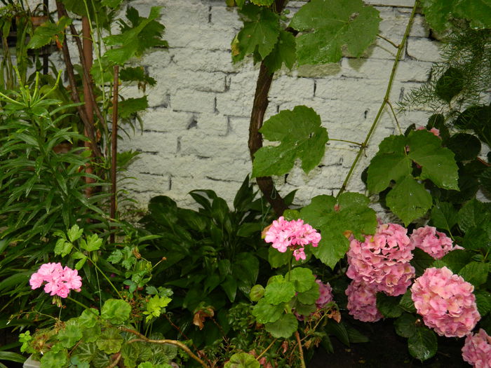 DSCN2505 - 2015_IULIE_2